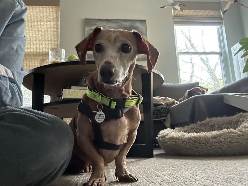A senior small-sized male Red / Chestnut / Orange Dachshund dog named Harrison for adoption in Cookeville, TN