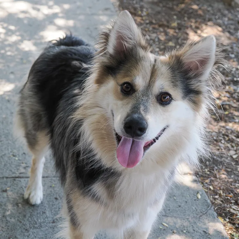 An adult medium-sized male Gray / Blue / Silver Australian Shepherd dog named Braxton for adoption in Point Richmond, CA