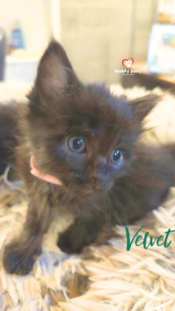 After Dark Litter: