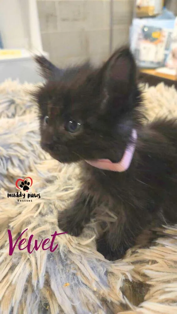 After Dark Litter:  thumbnail 3