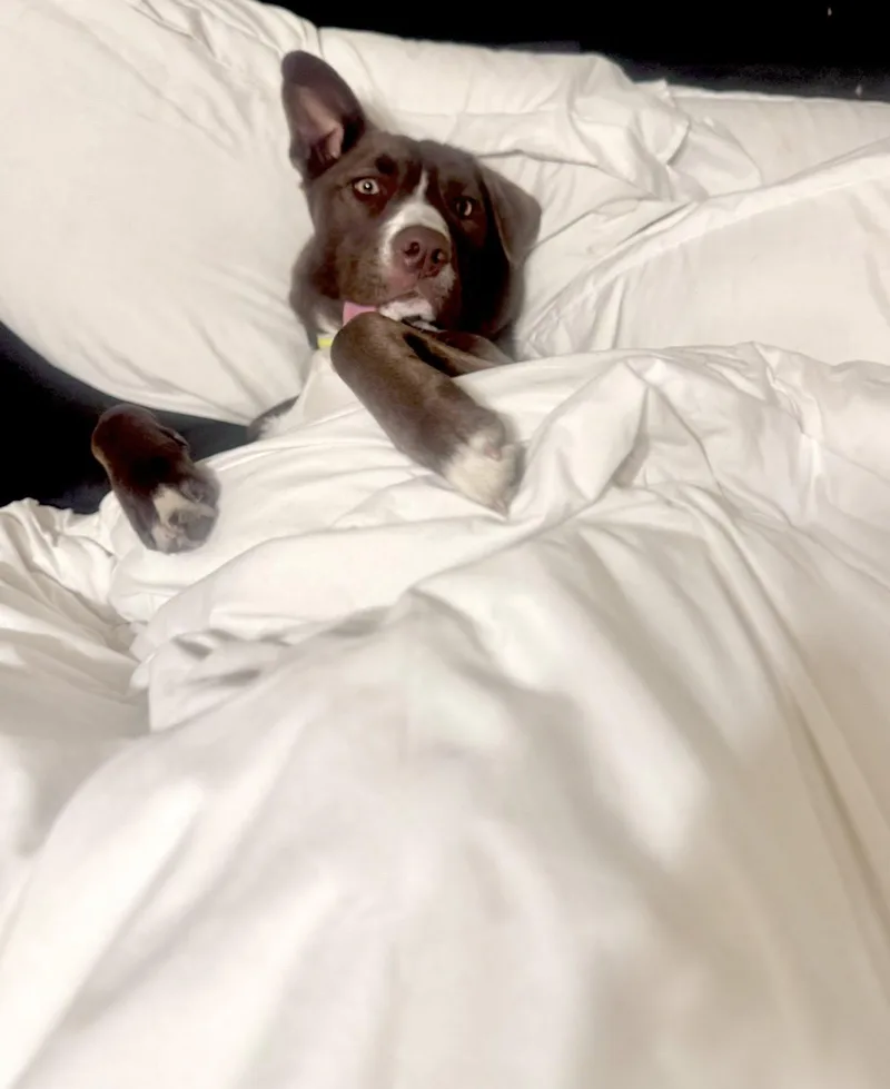 A baby medium-sized male Brown / Chocolate Mixed Breed dog named Egg for adoption in Houston, TX