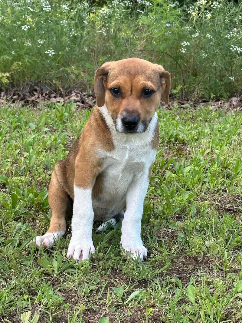 A baby medium-sized female Mixed Breed dog named Clover for adoption in Okemah, OK