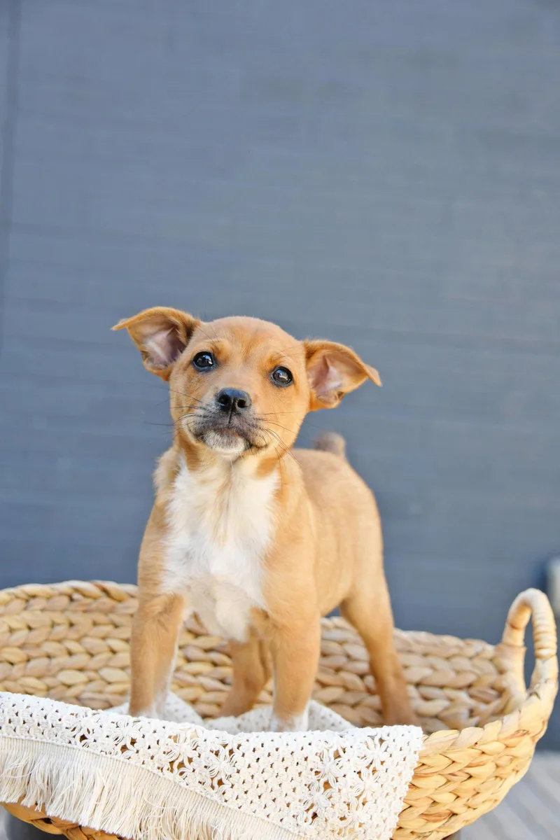 A baby small-sized male Cairn Terrier dog named Toulouse for adoption in Salt Lake City, UT