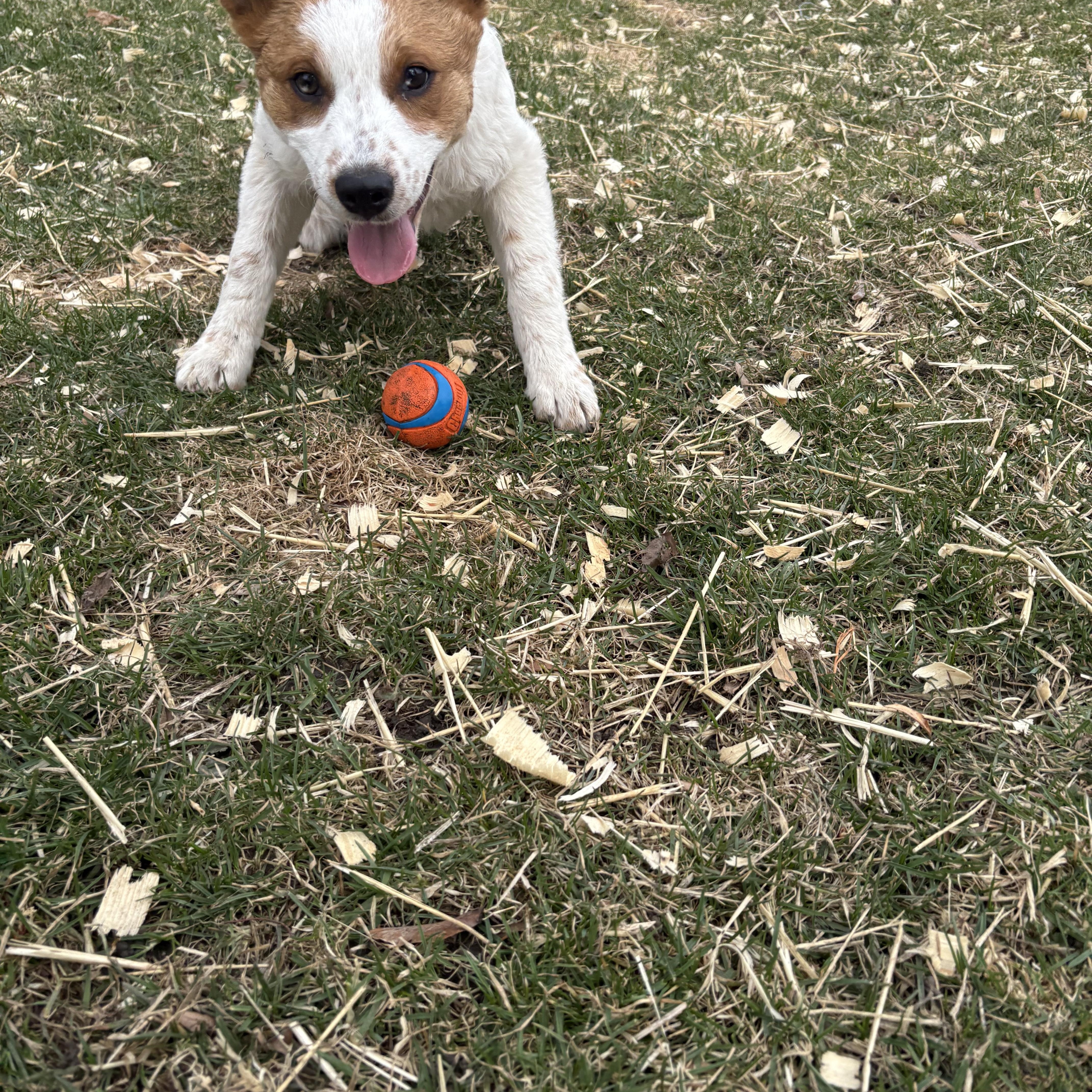 Maple Aka Nova thumbnail 2