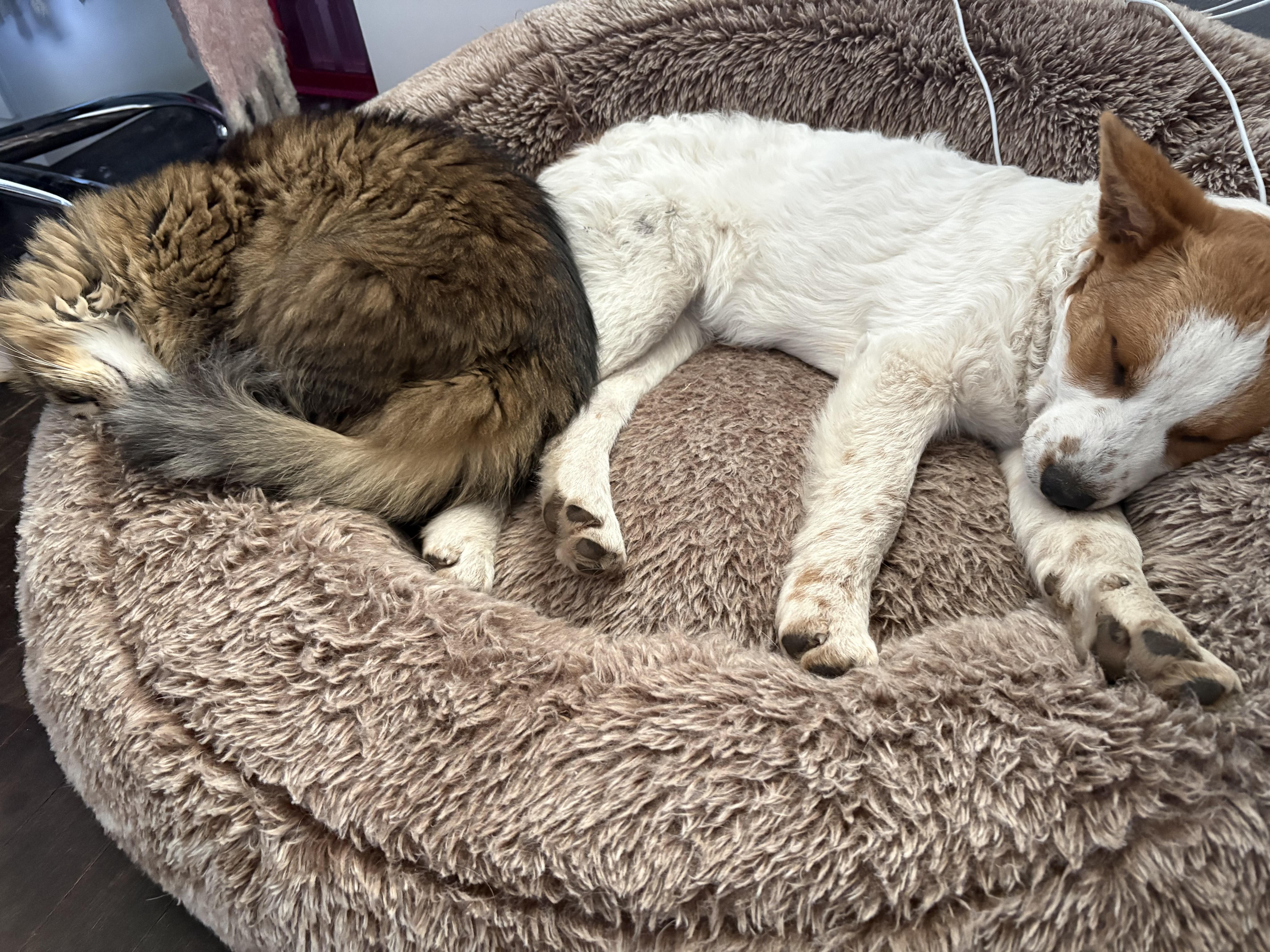 Maple Aka Nova thumbnail 3