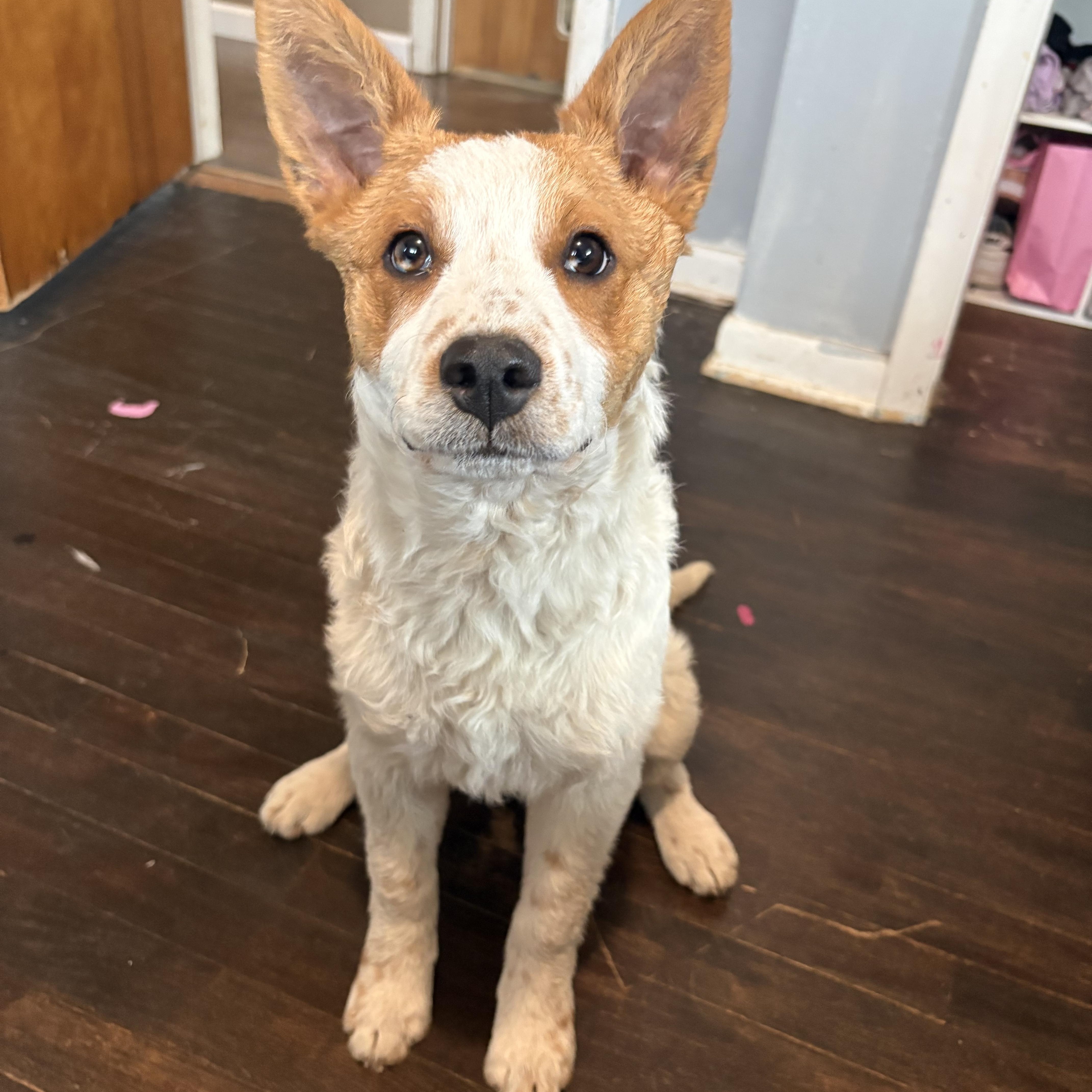 A baby medium-sized male Golden Australian Cattle Dog / Blue Heeler dog named Maple Aka Nova for adoption in Union Grove, WI