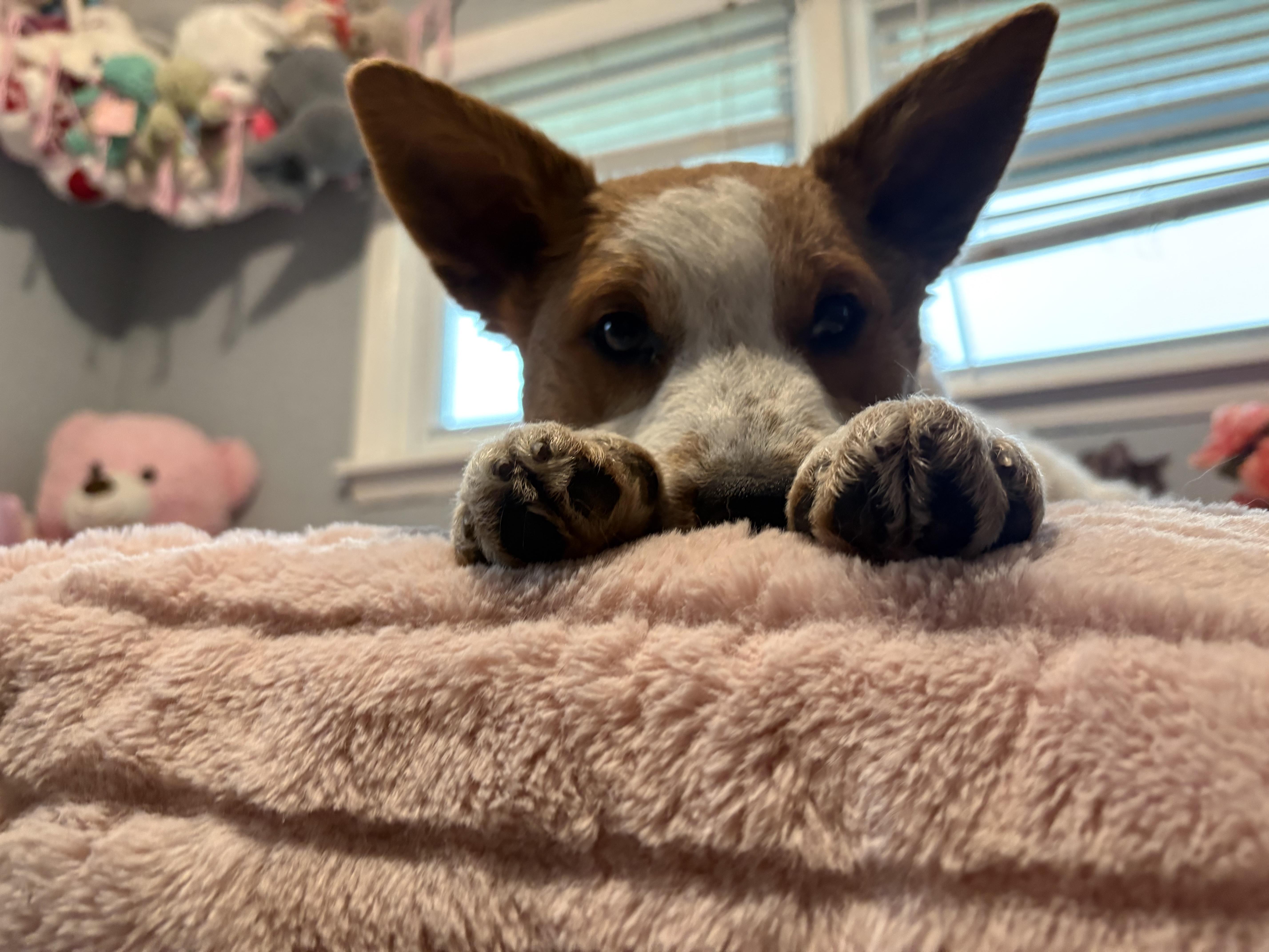 Maple Aka Nova thumbnail 4