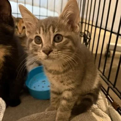 A baby small-sized female Domestic Short Hair cat named Lilly for adoption in Cumming, GA