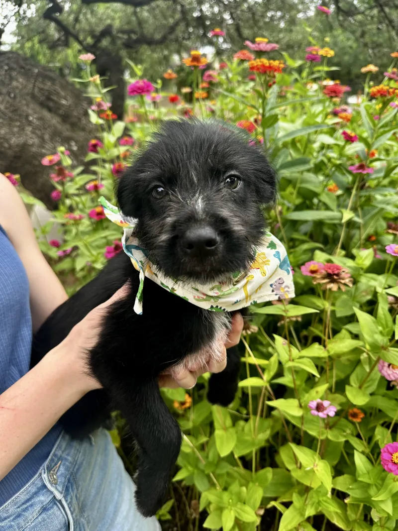 A young medium-sized female Black Schnauzer dog named Twiggy for adoption in Seguin, TX