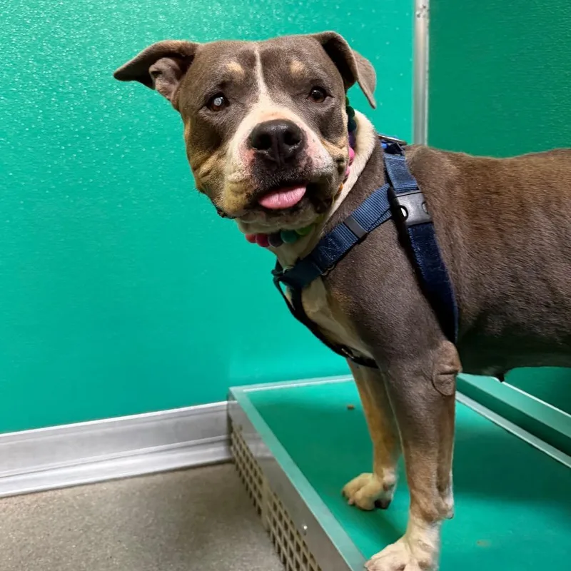 An adult large-sized female Gray / Blue / Silver Mixed Breed dog named Tiny for adoption in Murray, UT