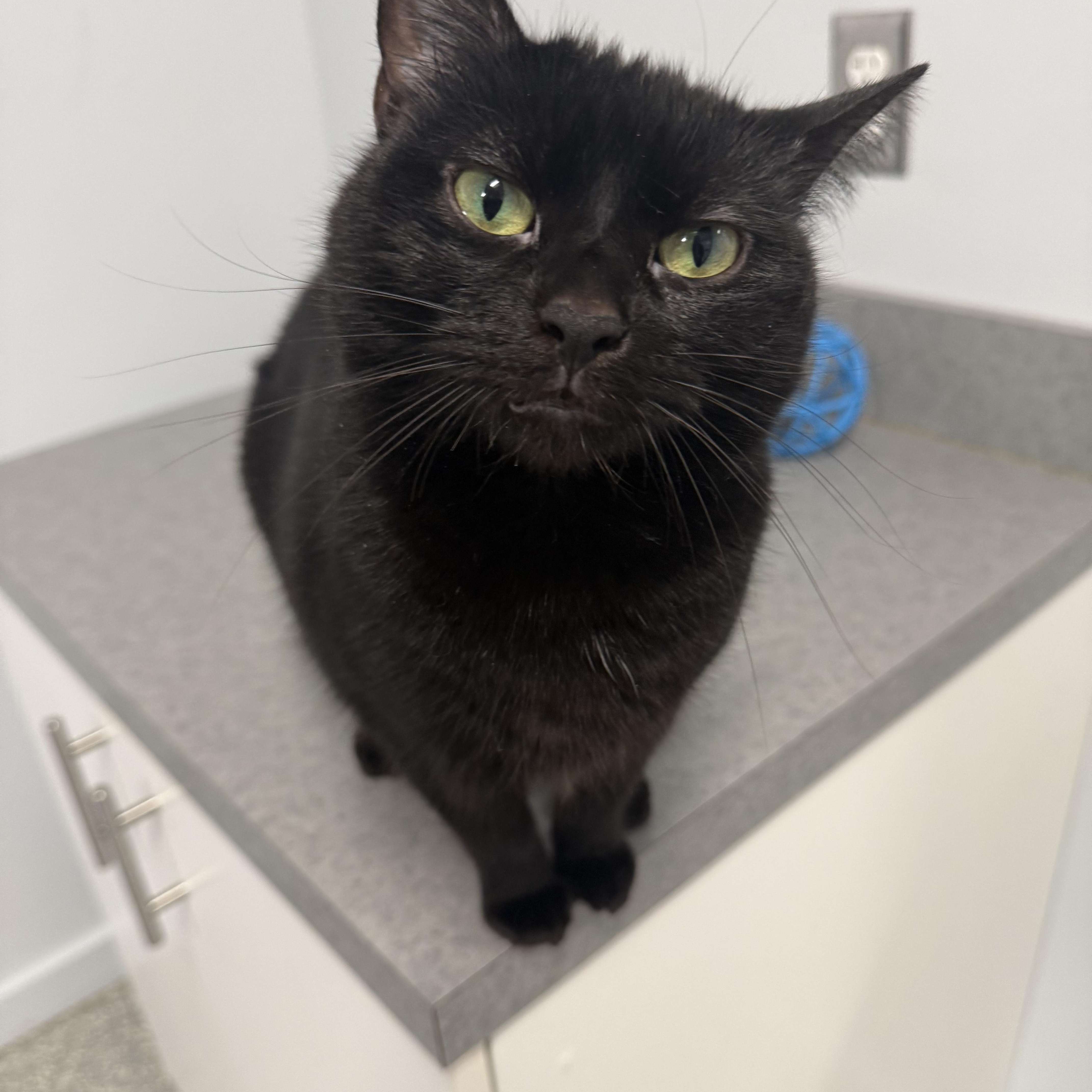 A young medium-sized female Black Domestic Short Hair cat named Norra for adoption in North Haven, CT