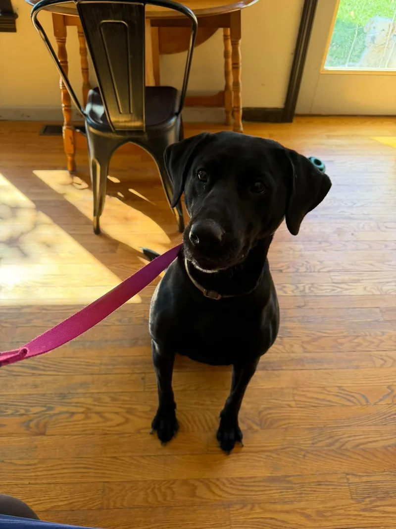 An adult medium-sized female Black Labrador Retriever dog named Roxy for adoption in Brunswick, ME