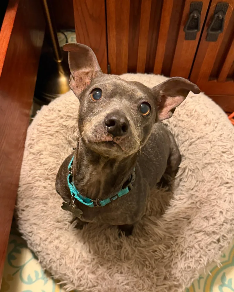 A senior medium-sized female Jack Russell Terrier dog named Mattie for adoption in Long Beach, CA