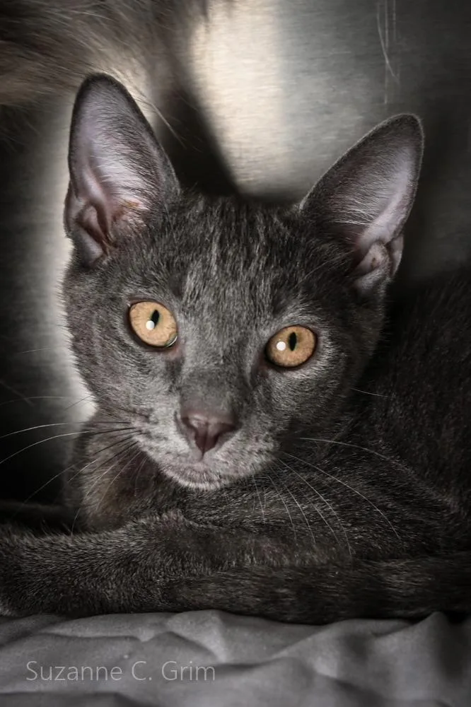 A baby medium-sized male Domestic Short Hair cat named Saturn for adoption in New Orleans, LA