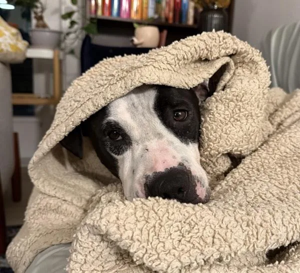 An adult large-sized female Mixed Breed dog named Lady for adoption in Austin, TX