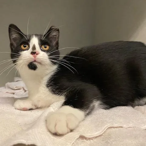 A baby small-sized male Black Domestic Short Hair cat named Odysseus for adoption in Dayton, OH