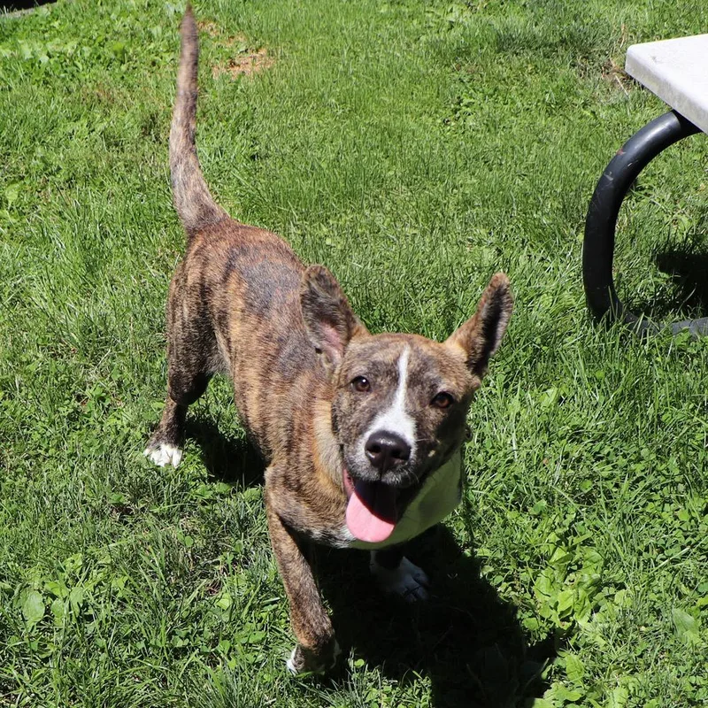 A baby medium-sized male Mixed Breed dog named Duckie for adoption in Port Washington, NY