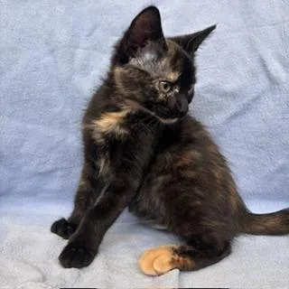 A baby small-sized female Domestic Short Hair cat named Maggie for adoption in Janesville, WI