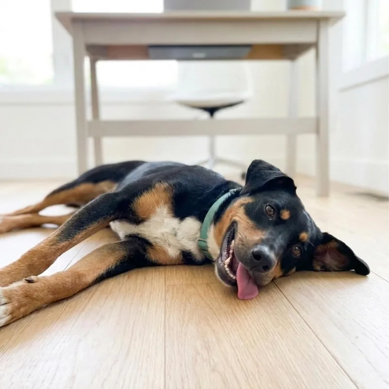 A young medium-sized male Tricolor (Brown, Black, & White) Shepherd dog named Odis for adoption in Tishomingo, OK