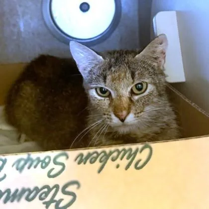 An adult medium-sized female Domestic Short Hair cat named Nutmeg for adoption in Washington, DC