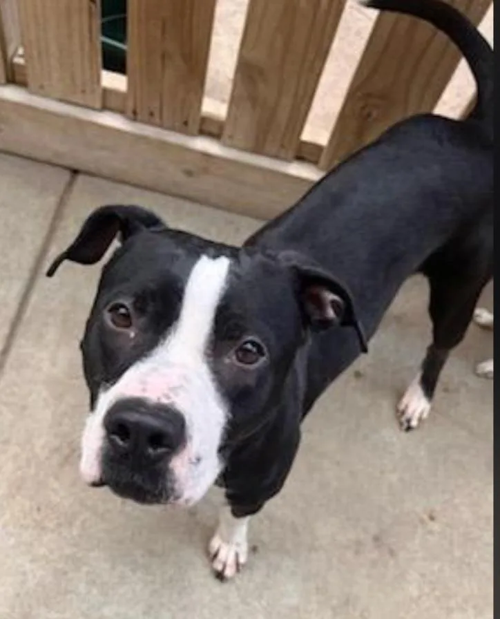 An adult medium-sized male Black American Staffordshire Terrier dog named Amelia for adoption in Houston, TX