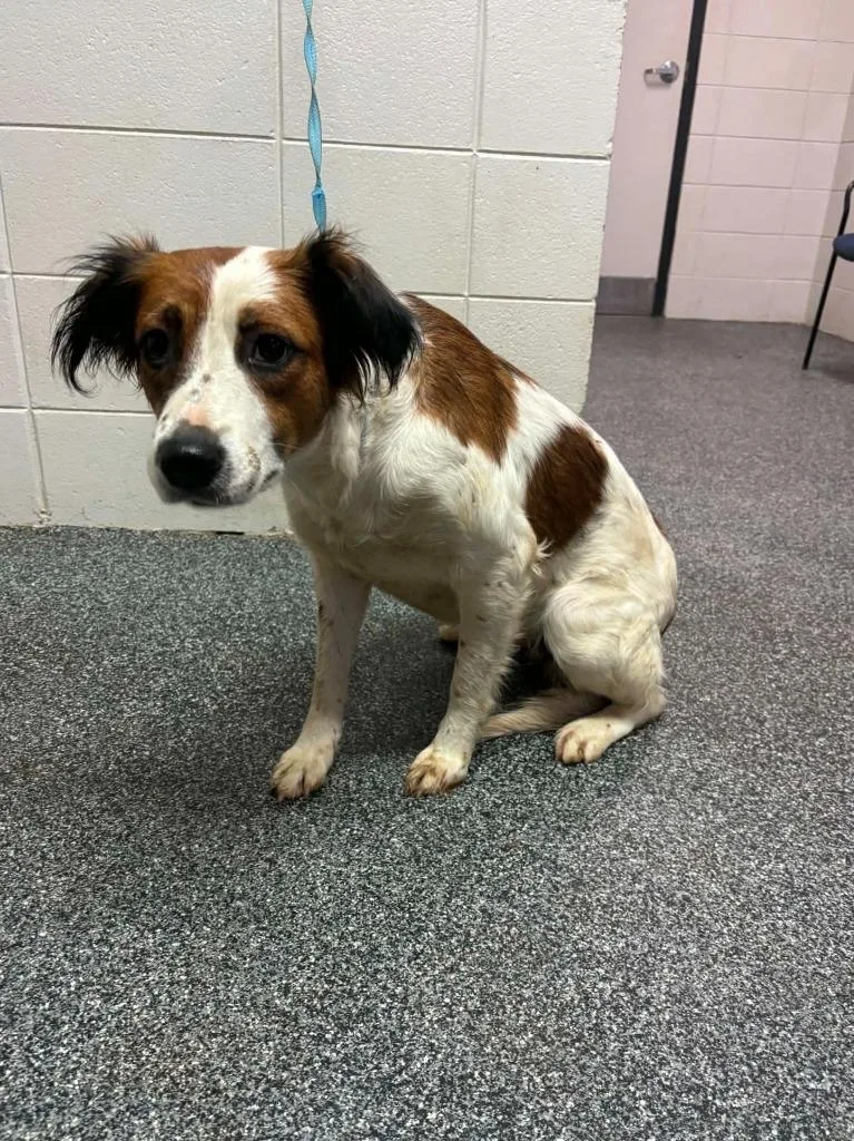 A young large-sized female Mixed Breed dog named D for adoption in Tifton, GA