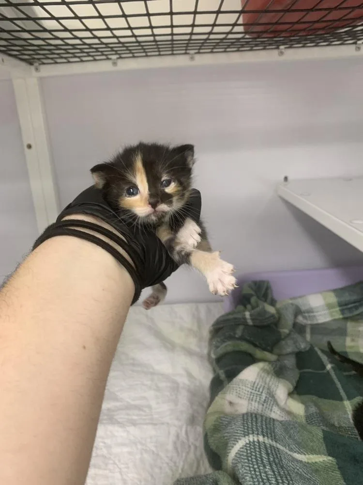 A baby small-sized female Black & White / Tuxedo Domestic Short Hair cat named River for adoption in Salmon, ID