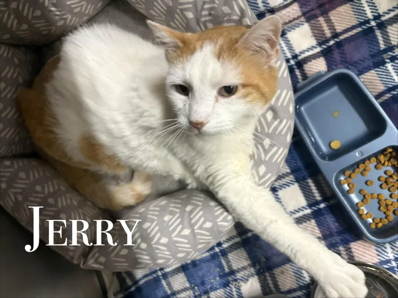 A senior medium-sized male Orange & White Domestic Short Hair cat named Jerry for adoption in Craig, CO