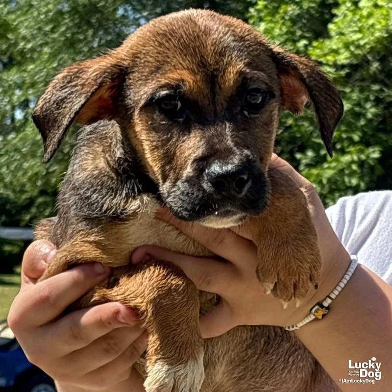 A baby large-sized female Shepherd dog named Natalie for adoption in Washington, DC
