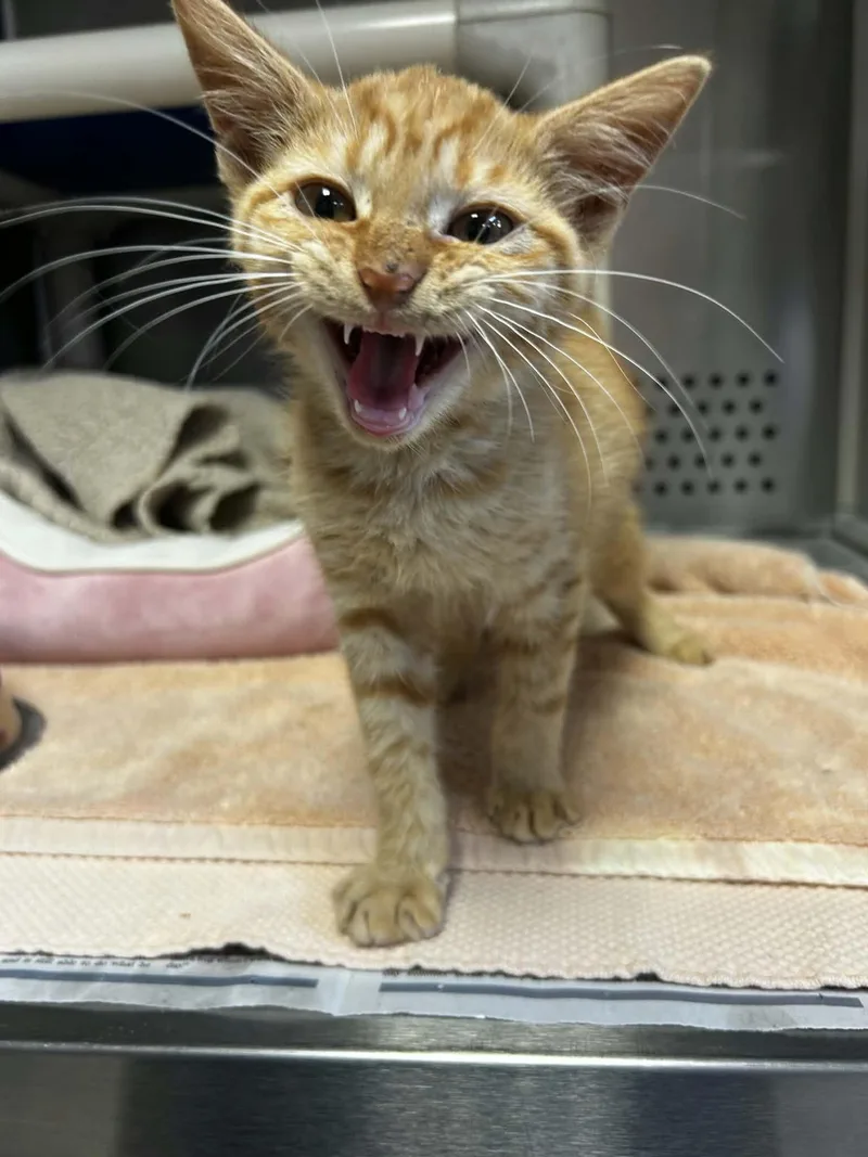 A baby medium-sized male Tabby (Orange / Red) Domestic Short Hair cat named Pelé for adoption in Orange, VA