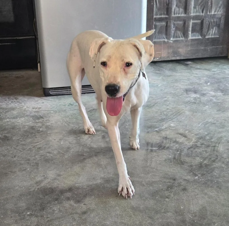 A young large-sized female Dogo Argentino dog named Moony for adoption in Junction, TX