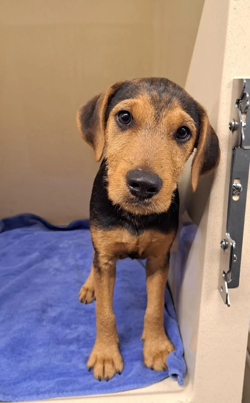A baby medium-sized male Black Airedale Terrier dog named Paddington for adoption in Cedarburg, WI