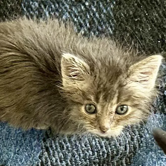 A young small-sized male Gray / Blue / Silver Domestic Medium Hair cat named Emmett for adoption in Grantsville, UT