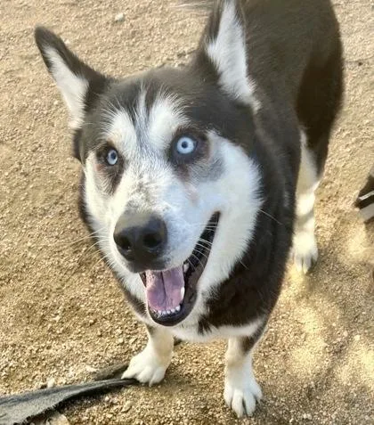 A senior large-sized male Mixed Breed dog named Kevin Bacon for adoption in Georgetown, TX