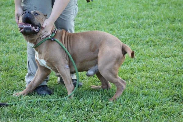 A senior large-sized male Mixed Breed dog named Boss for adoption in Melbourne, FL