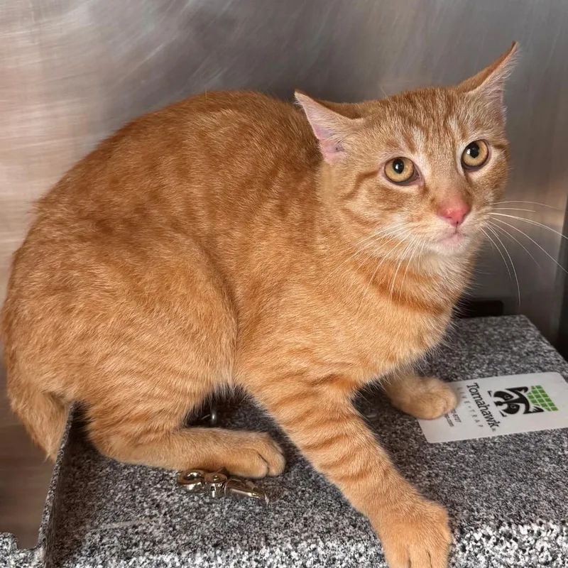 An adult medium-sized male Domestic Short Hair cat named PussNBoots for adoption in Birdsboro, PA