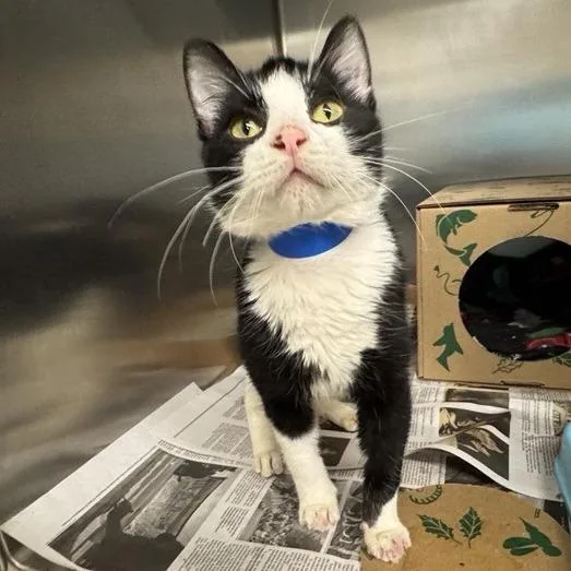 A young medium-sized male Black Domestic Short Hair cat named Timothy for adoption in Saint Louis, MO