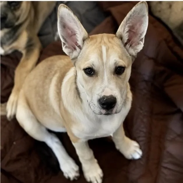 A baby medium-sized female Mixed Breed dog named Josie for adoption in Hillsborough, NJ