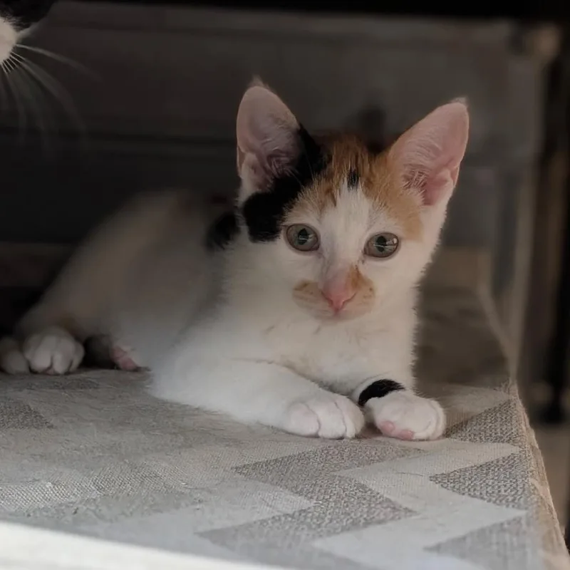 A baby small-sized female Calico Domestic Short Hair cat named Gamora for adoption in Raleigh, NC