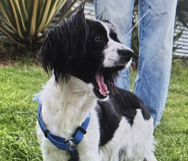 An adult small-sized female Papillon dog named Mila for adoption in El Cajon, CA
