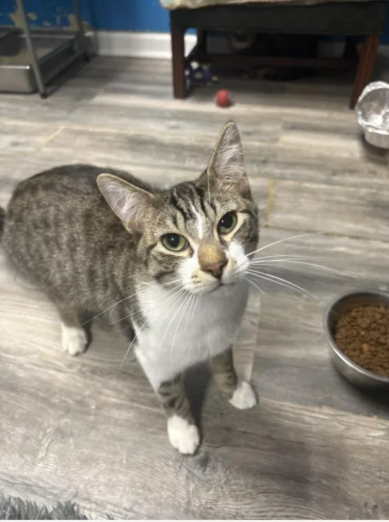 A baby medium-sized male Tabby (Brown / Chocolate) Domestic Short Hair cat named Hex for adoption in Chicago, IL