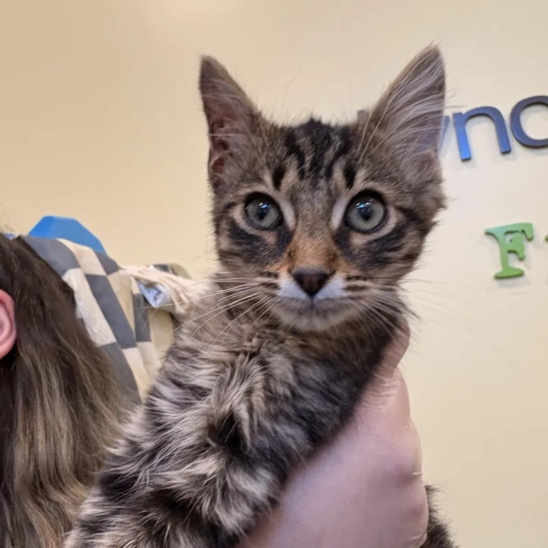 A baby medium-sized male Brown / Chocolate Domestic Short Hair cat named Huey for adoption in Lynchburg, VA