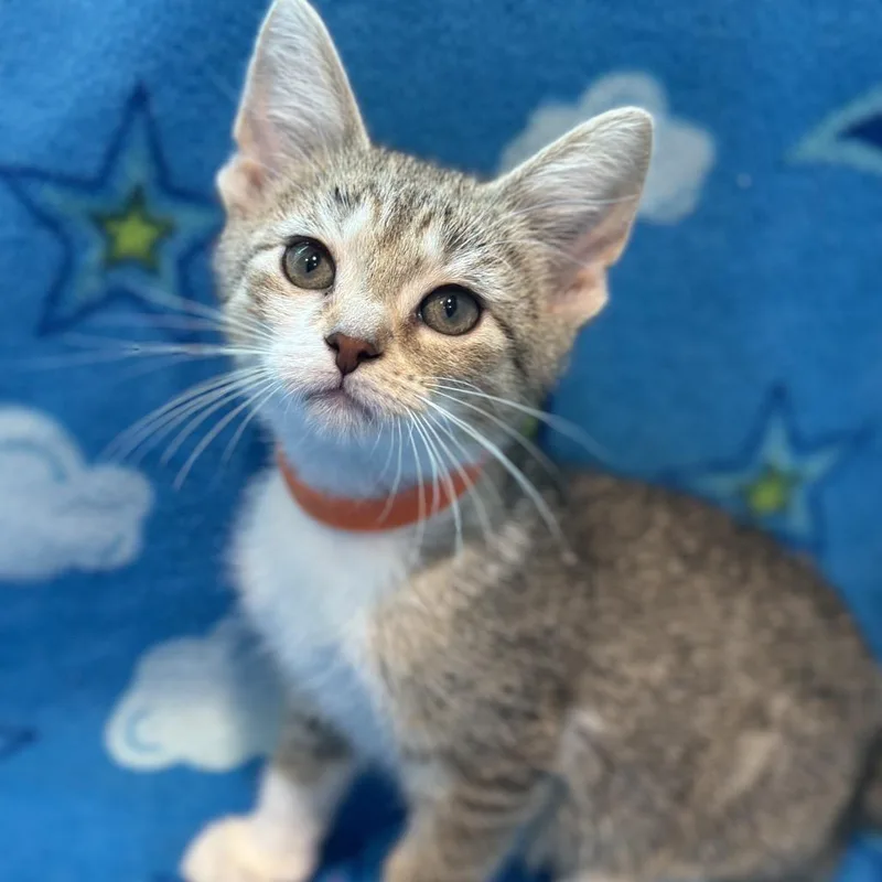 A baby small-sized male Brown / Chocolate Domestic Short Hair cat named Bass for adoption in Matteson, IL
