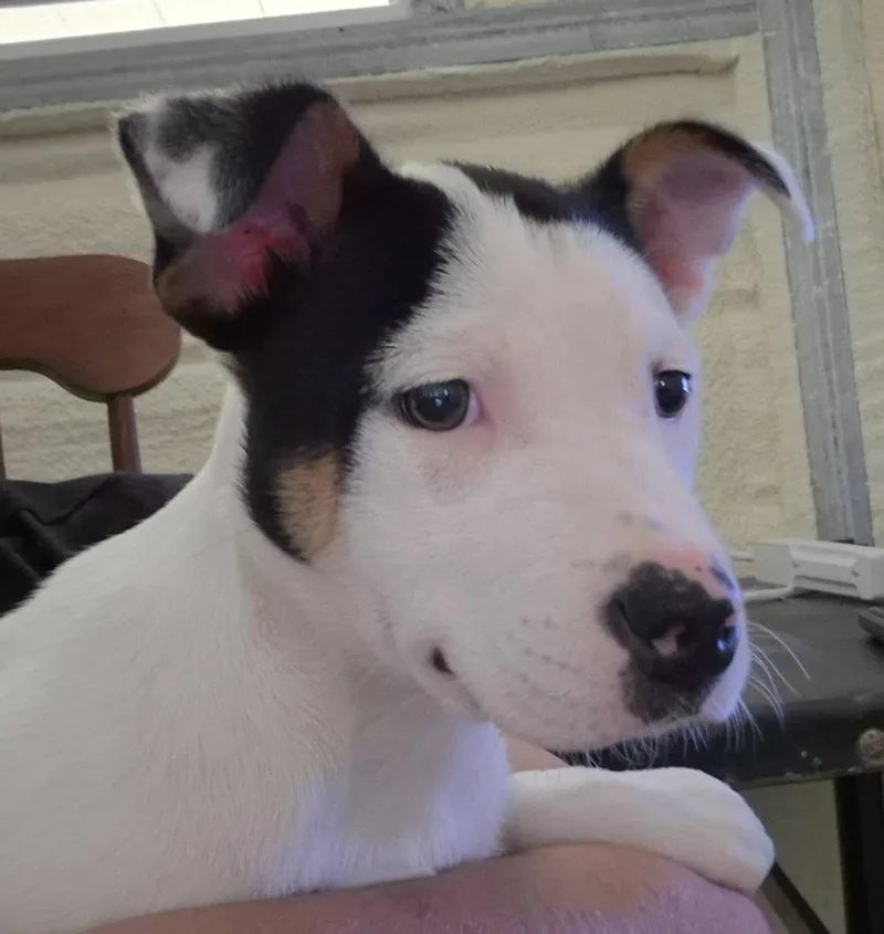 A young medium-sized female Mixed Breed dog named Unique for adoption in Livingston, TX