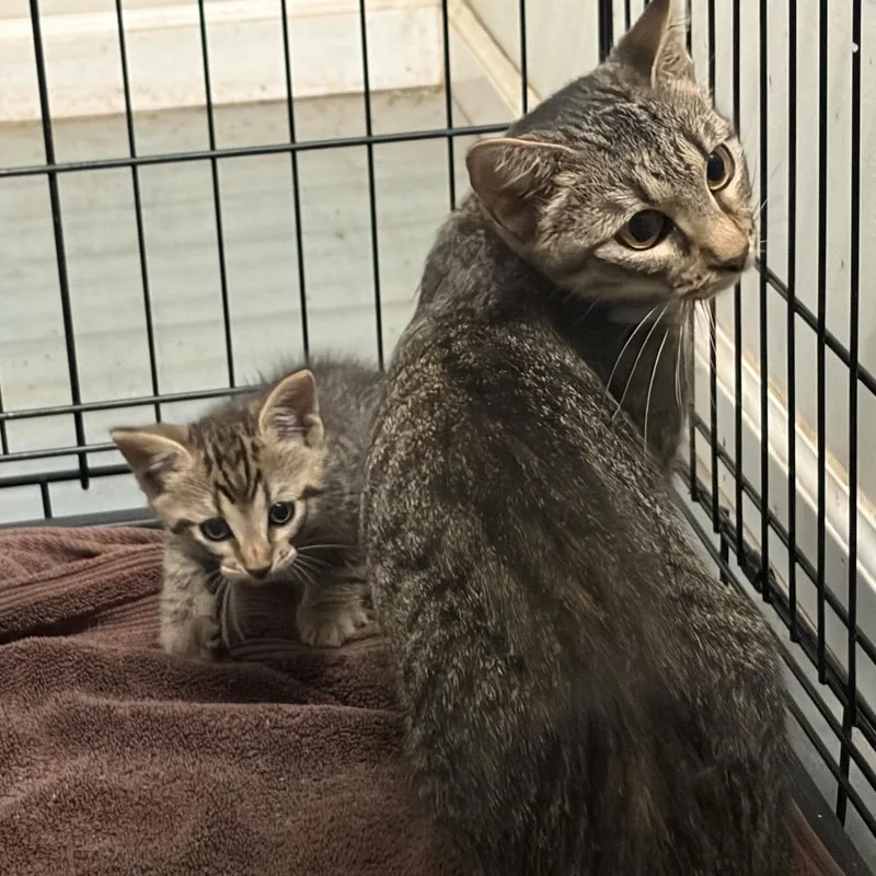 A young small-sized female Gray / Blue / Silver Domestic Short Hair cat named Priscilla for adoption in Parrish, AL