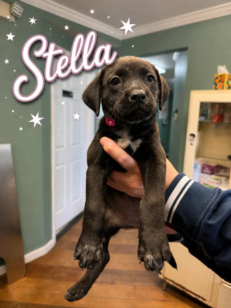 A baby medium-sized female Mixed Breed dog named Sweet Stella for adoption in Conway, SC
