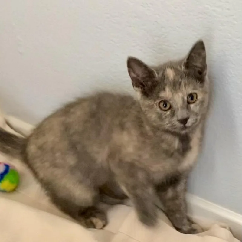 A baby small-sized female Tortoiseshell Domestic Short Hair cat named Topaz for adoption in Santa Rosa, CA