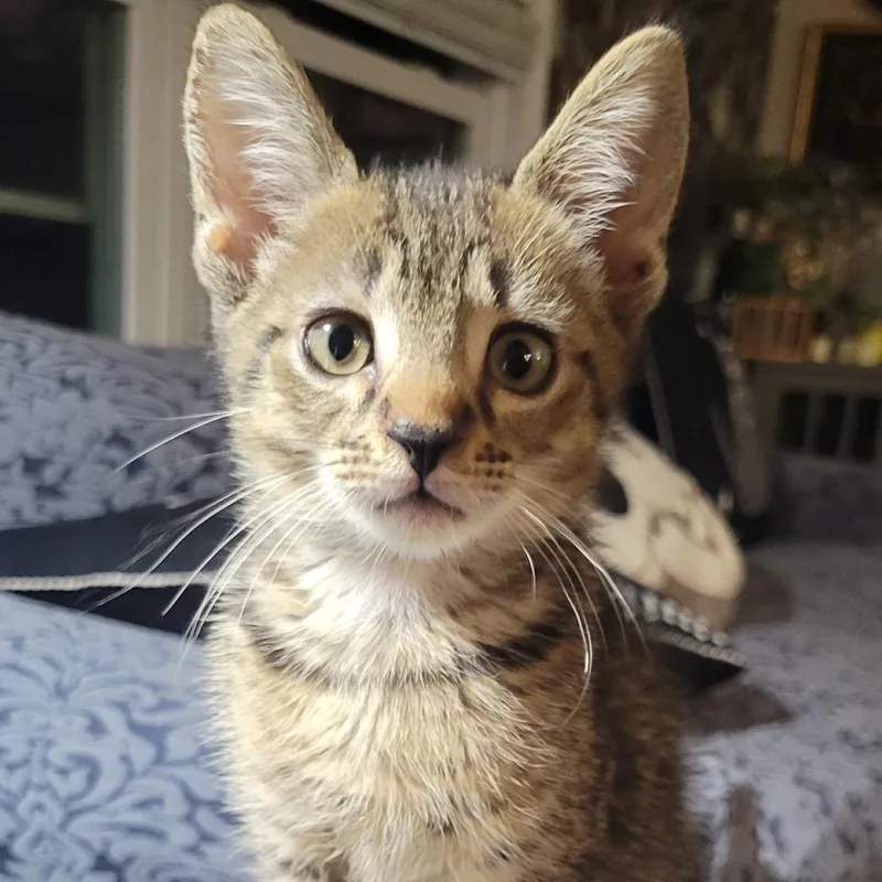 A baby small-sized male Brown / Chocolate Domestic Short Hair cat named Travis T for adoption in Marietta, GA