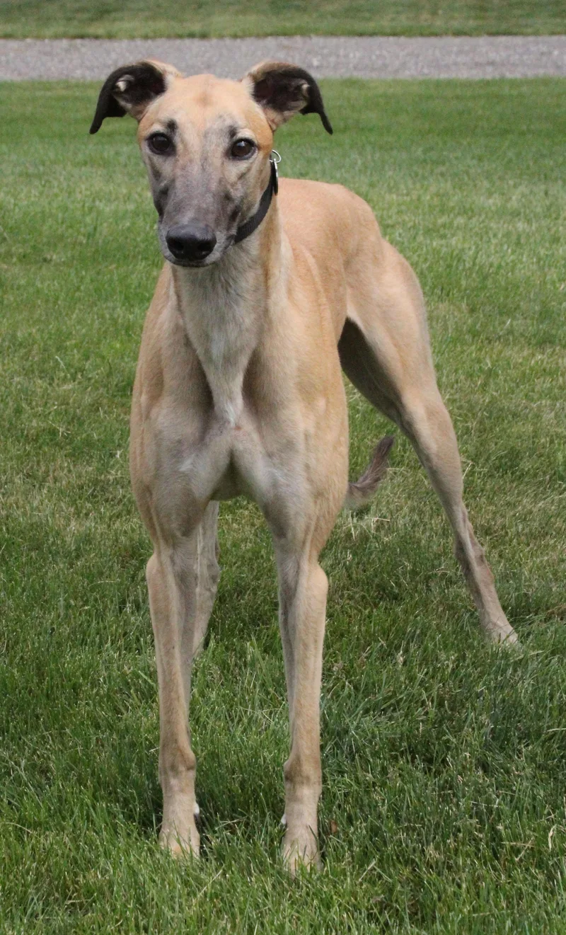 An adult large-sized male Greyhound dog named Glen for adoption in Goshen, IN