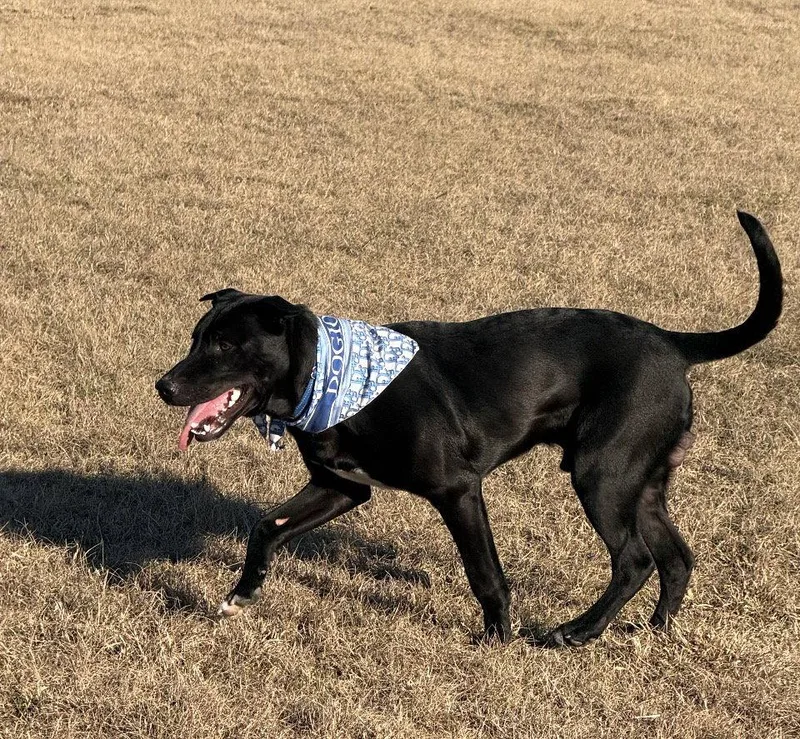 A baby medium-sized male Labrador Retriever dog named Droggo for adoption in MONTGOMERY, TX